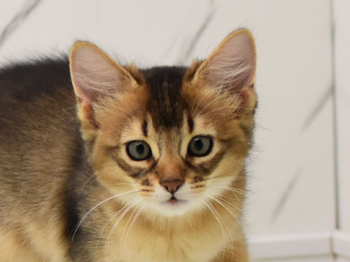 ソマリ　ルディ　おす　（２４年８月２２日生れ）